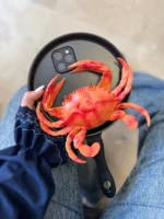 قاب تابه خرچنگی (کدC2011) - Image 3